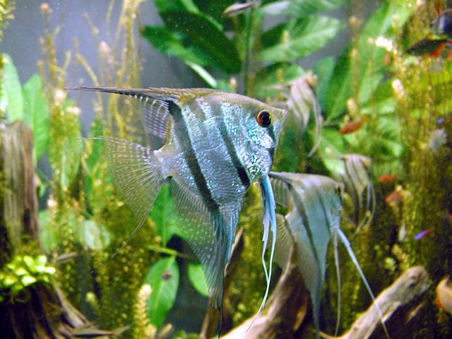 Common Angelfish Pterophyllum scalare