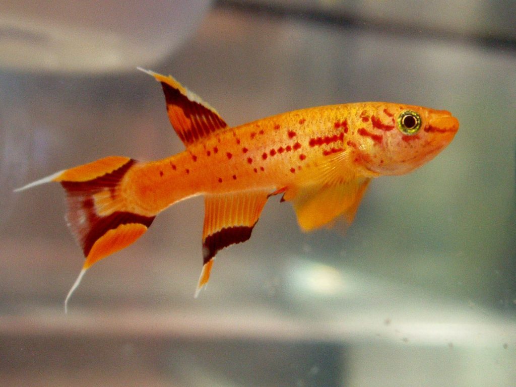 Aphyosemion Australe Gold Killifish