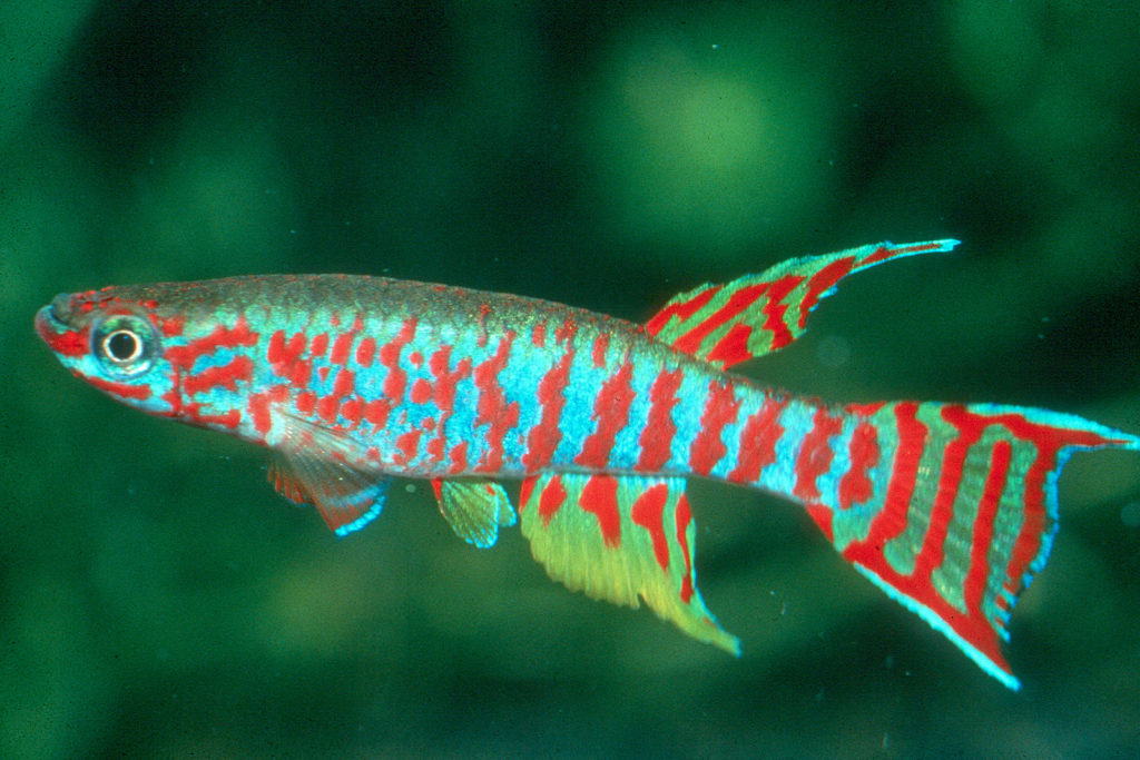 Aphyosemion Elberti Red T Killifish