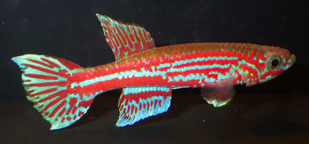 Aphyosemion Ogoense Killifish