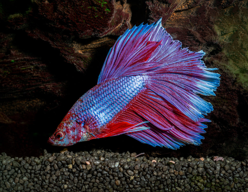 Betta Fish Betta splendens