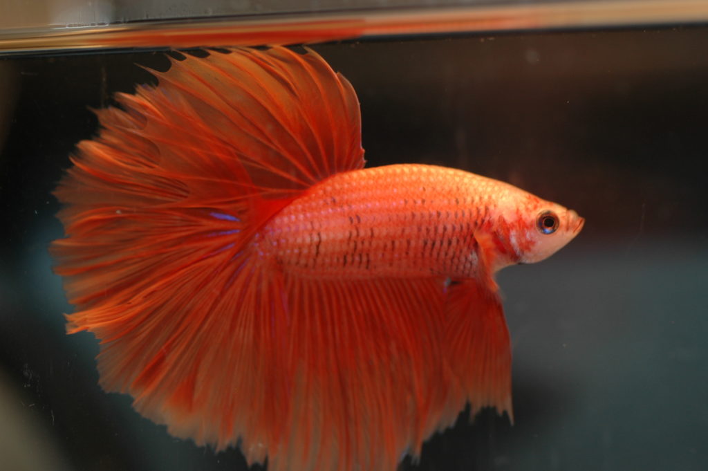 Betta Fish Betta splendens