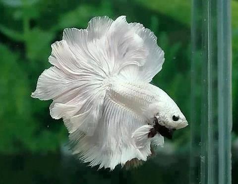 Betta Fish Betta splendens