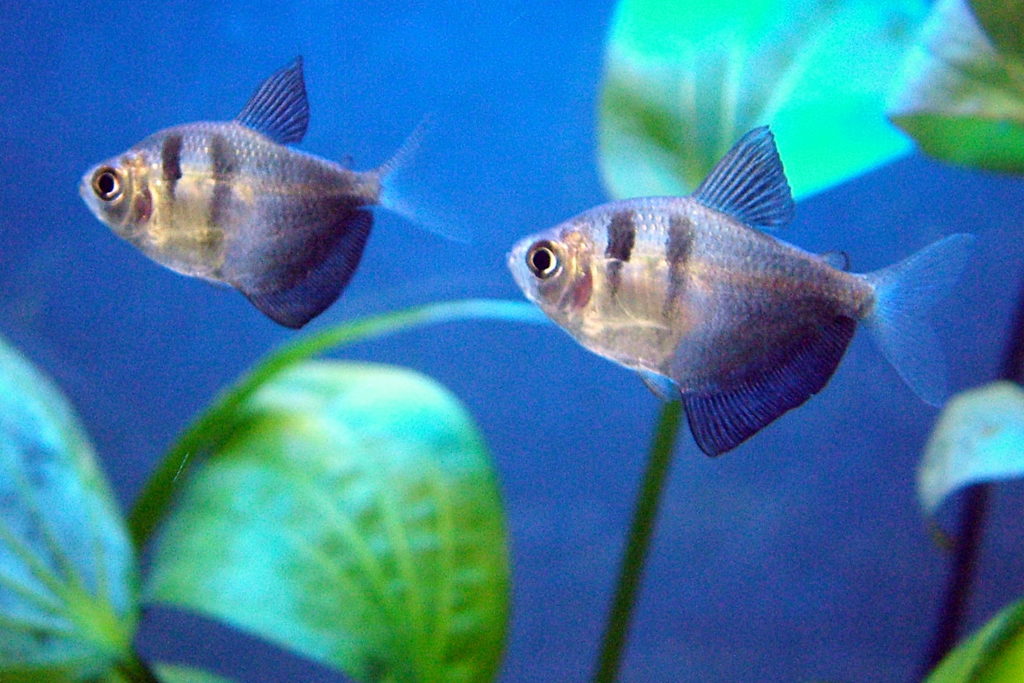 Black Skirt Tetras Gymnocorymbus ternetzi