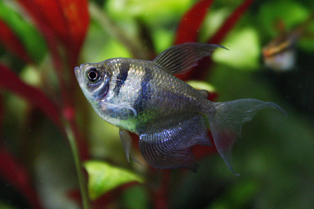 Black Skirt Tetras Gymnocorymbus ternetzi