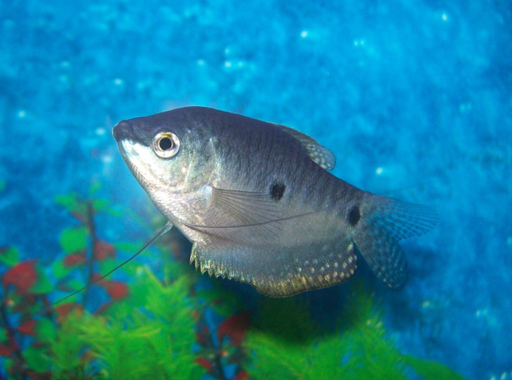 Blue Gourami Trichogaster trichopterus