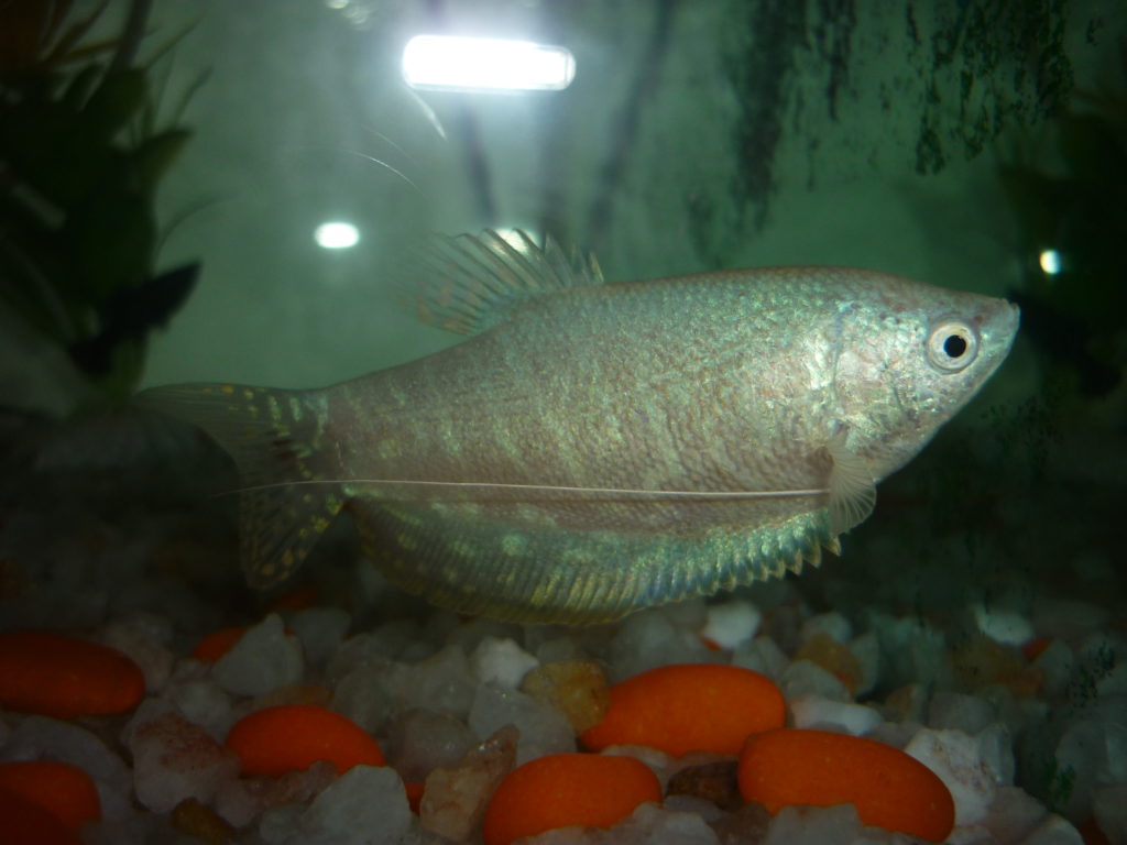 Blue Gourami Trichogaster trichopterus