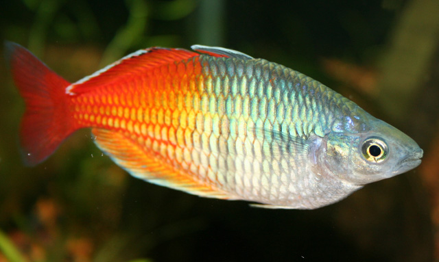 Boeseman’s Rainbowfish Melanotaenia boesemani