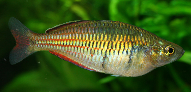 Boeseman’s Rainbowfish Melanotaenia boesemani