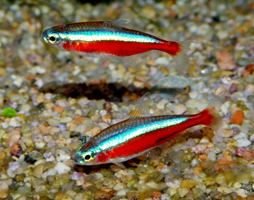 Cardinal Tetras Paracheirodon axelrodi