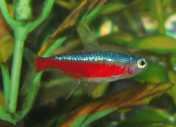 Cardinal Tetras Paracheirodon axelrodi