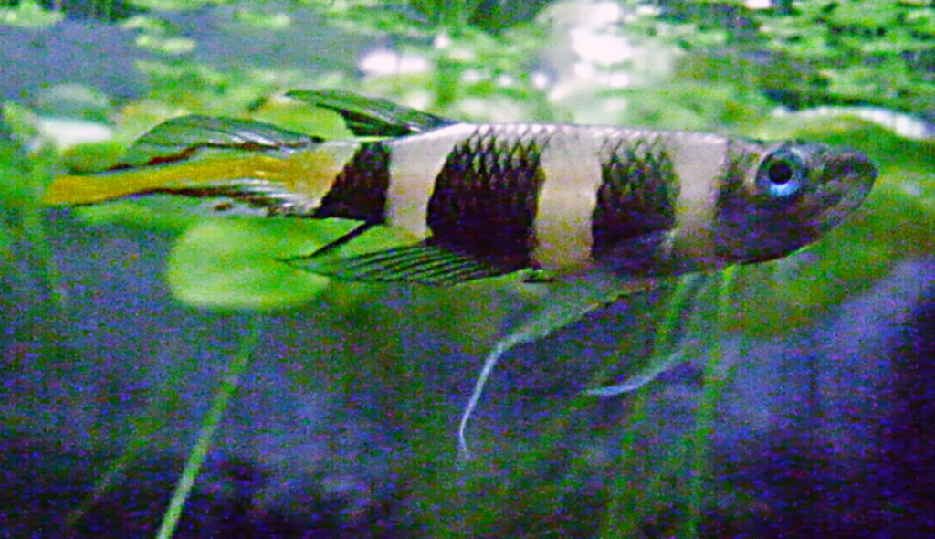 Clown Killifish Epiplatys annulatus