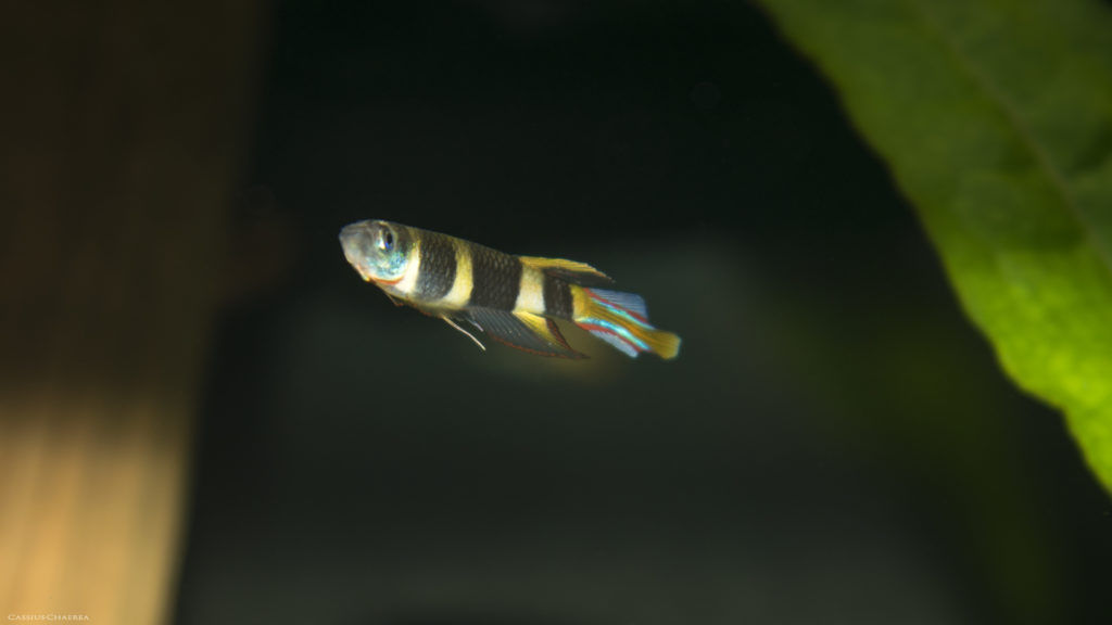 Clown Killifish Epiplatys annulatus