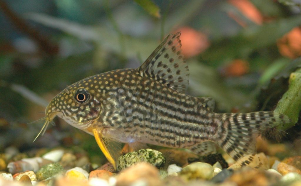 Corydoras catfish