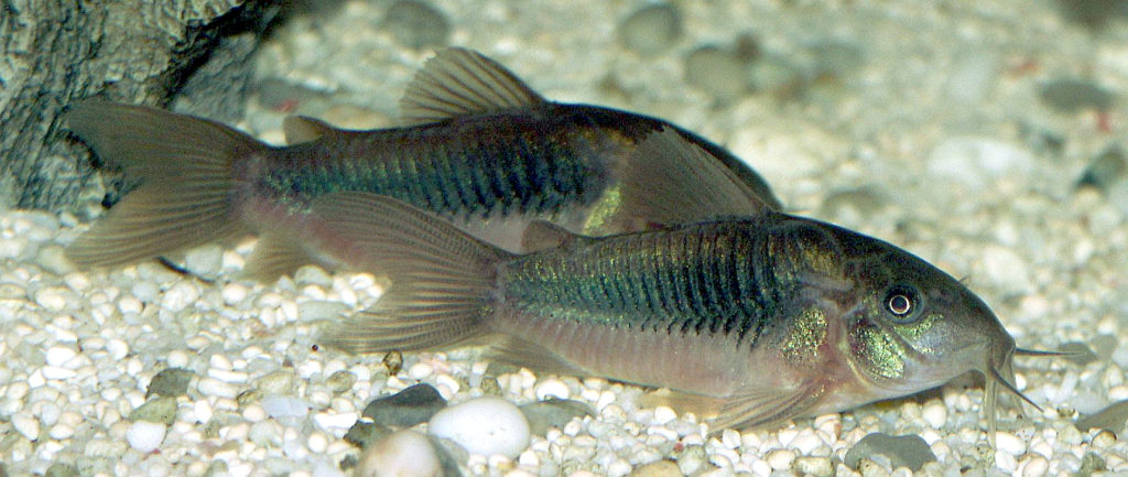 Corydoras catfish