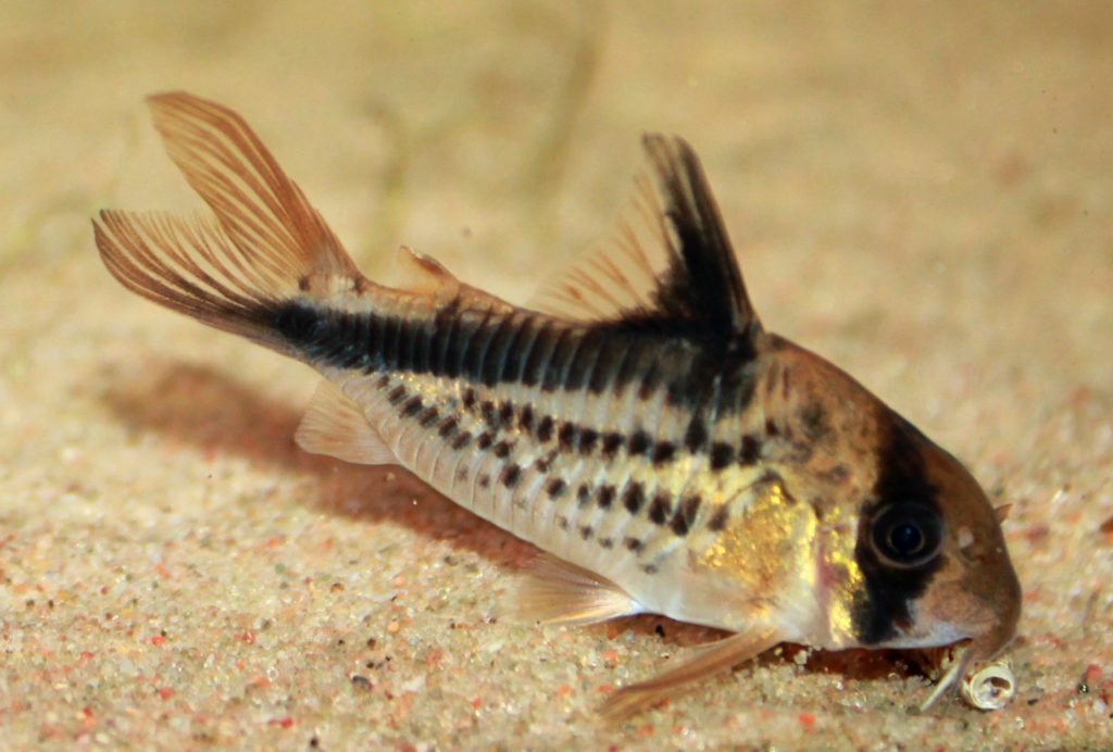 Corydoras catfish