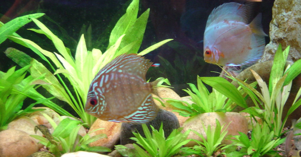 Discus Symphysodon spp.