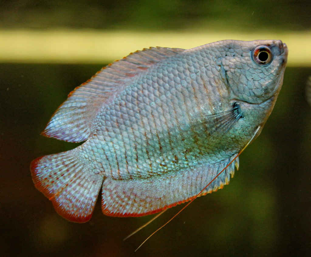 Dwarf Gouramis Trichogaster lalius