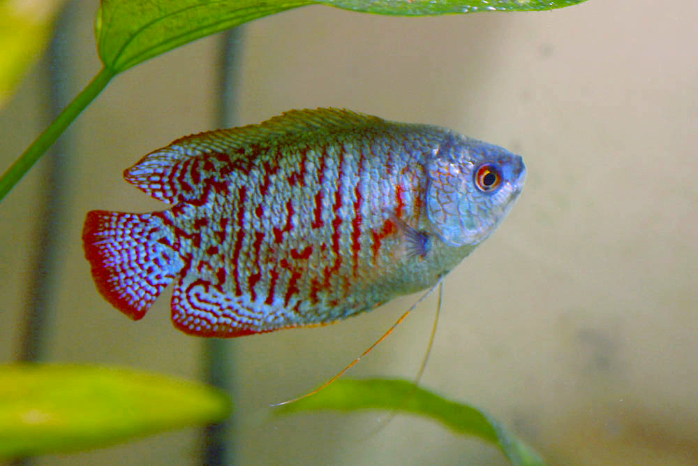 Dwarf Gouramis Trichogaster lalius