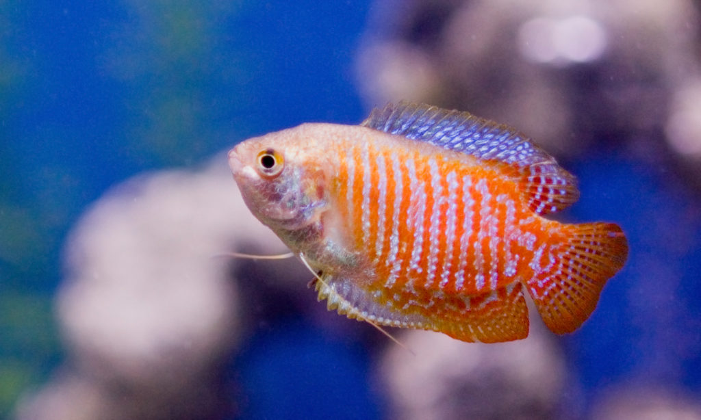 Dwarf Gouramis Trichogaster lalius