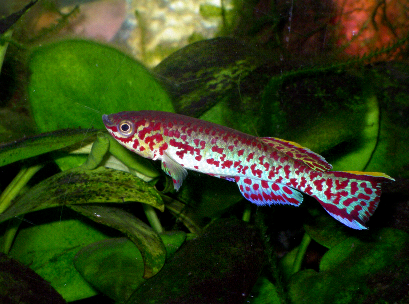 Gardner's Killifish Fundulopanchax gardneri