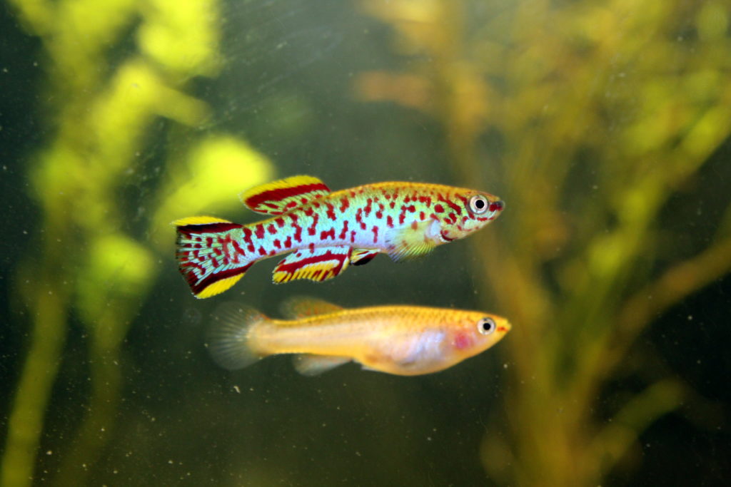 Gardner's Killifish Fundulopanchax gardneri