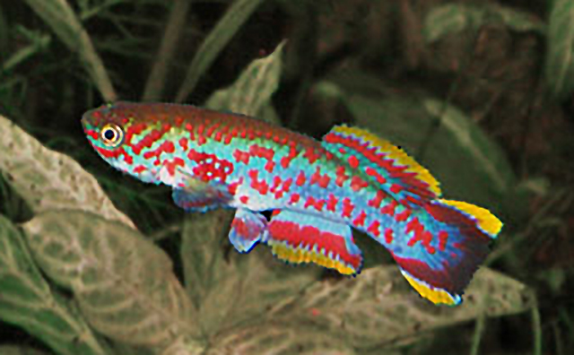 Gardner's Killifish Fundulopanchax gardneri