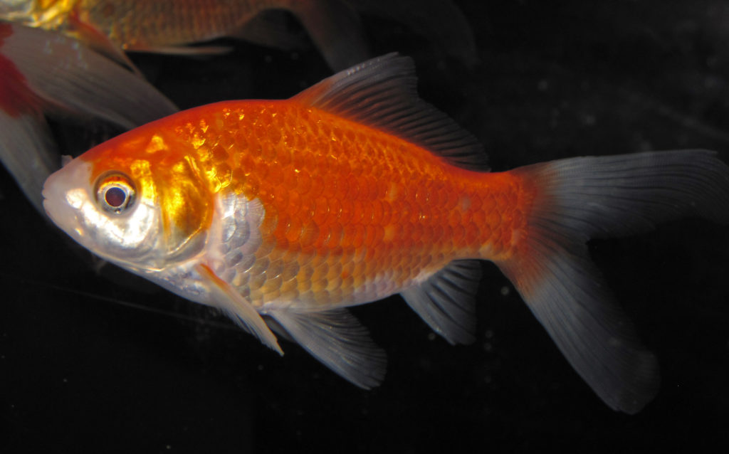 Goldfish Carassius auratus