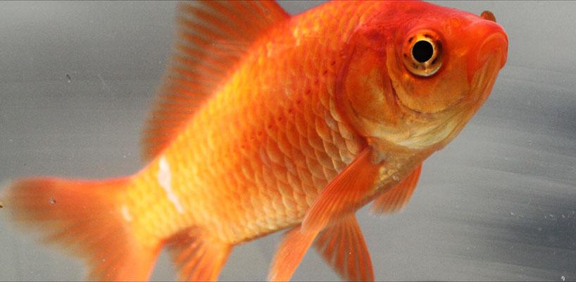 Goldfish Carassius auratus