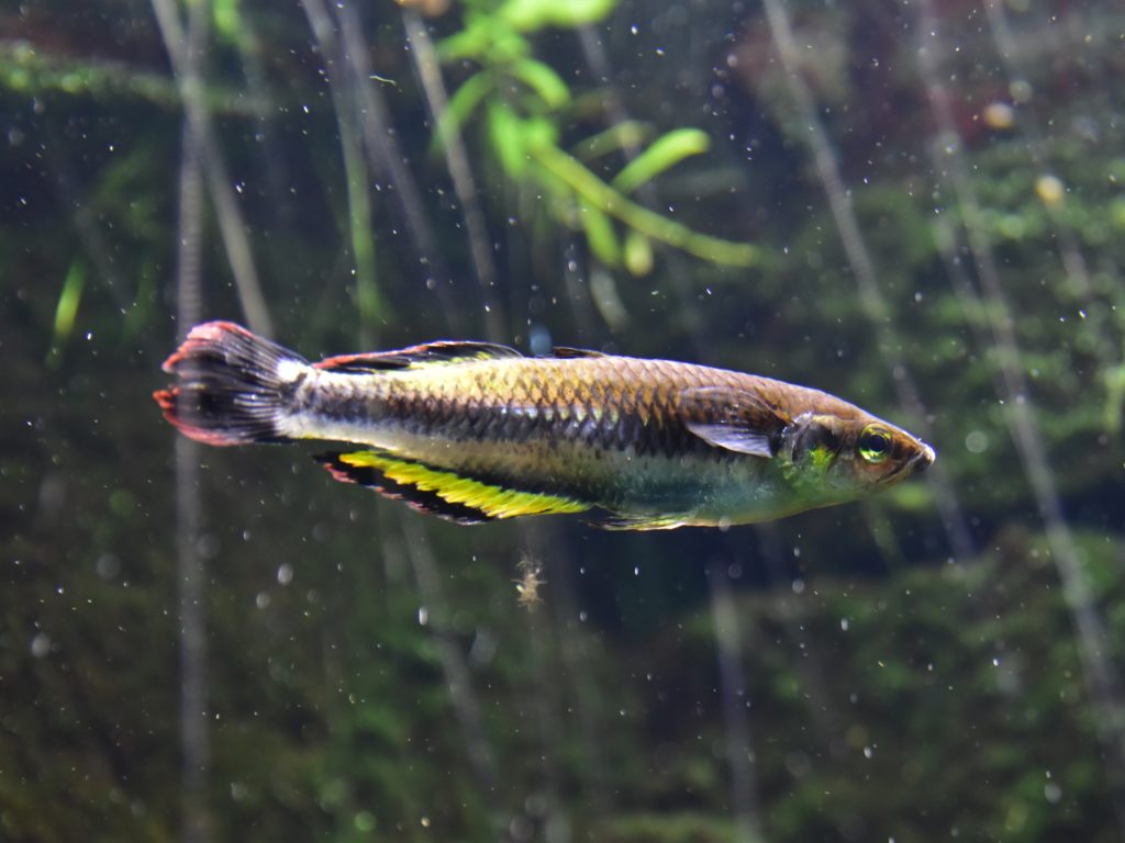 Madagascar Rainbowfish (Bedotia madagascarensis) Madagascan Bedotiidae Malagasy rainbowfish