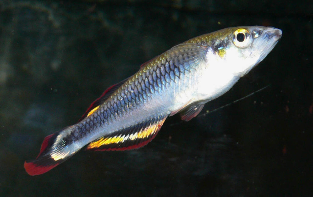 Madagascar Rainbowfish (Bedotia madagascarensis) Madagascan Bedotiidae Malagasy rainbowfish