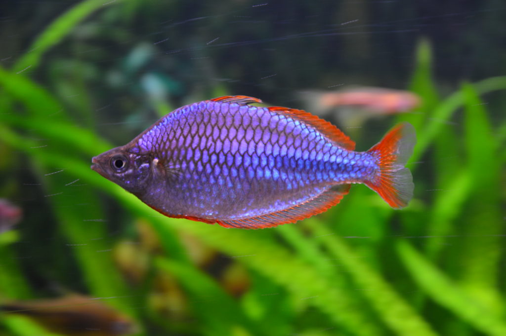 Neon Rainbowfish Melanotaenia praecox