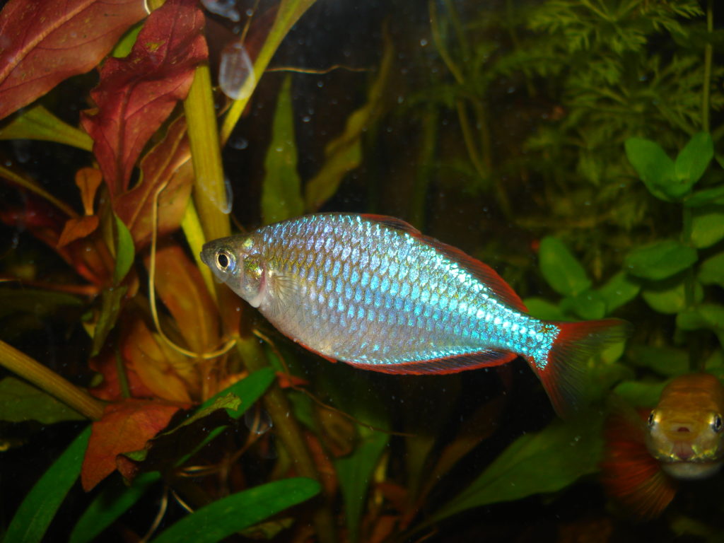 Neon Rainbowfish Melanotaenia praecox