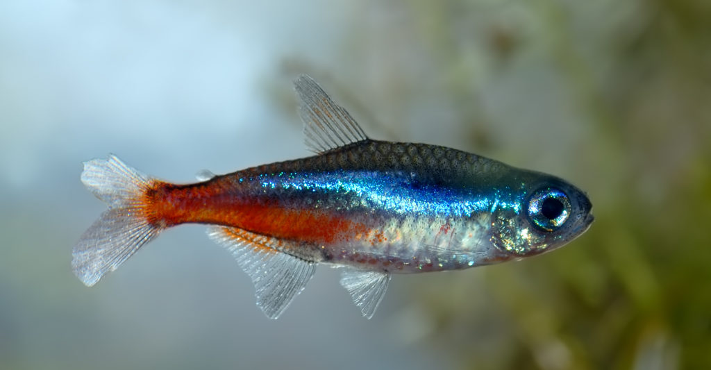 Neon Tetras Paracheirodon innesi