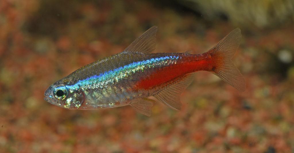 Neon Tetras Paracheirodon innesi