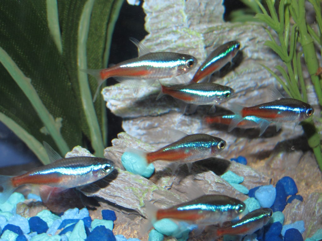 Neon Tetras Paracheirodon innesi