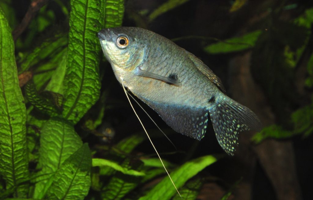 Opaline Gourami Trichopodus trichopterus