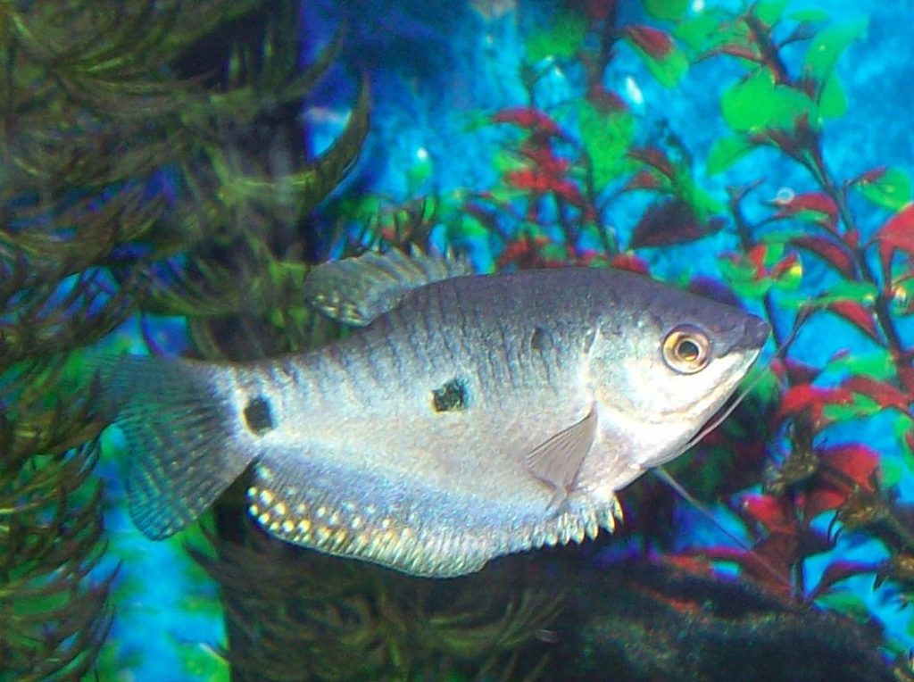 Opaline Gourami Trichopodus trichopterus