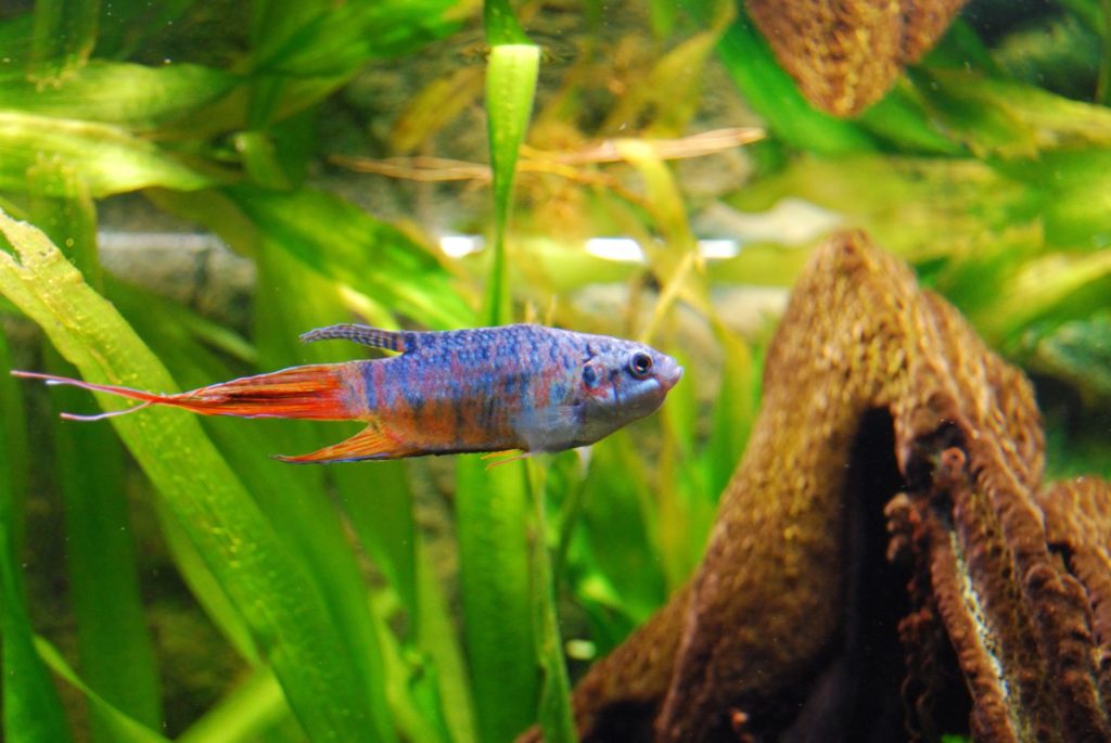 Paradise Gourami Macropodus opercularis