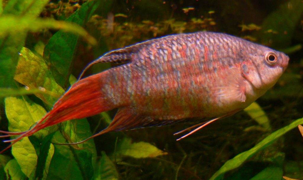 Paradise Gourami Macropodus opercularis