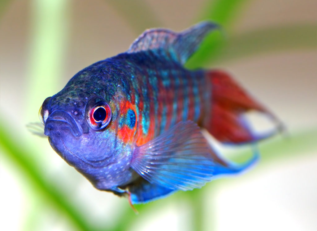 Paradise Gourami Macropodus opercularis