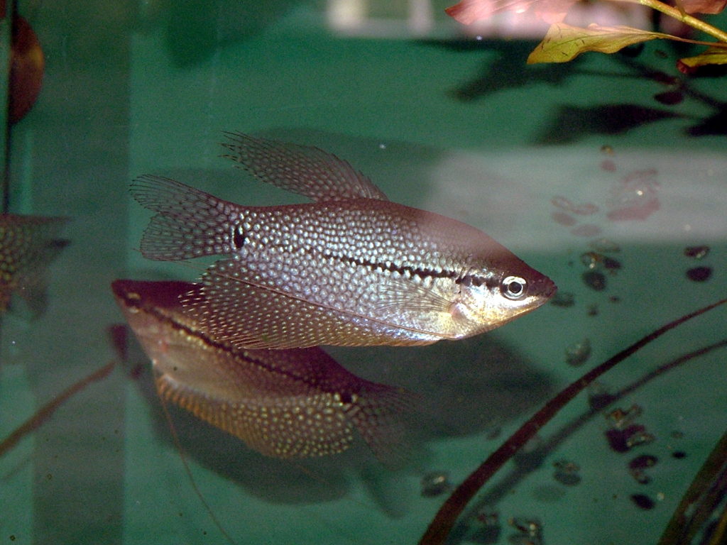 Pearl Gourami Trichopodus leerii