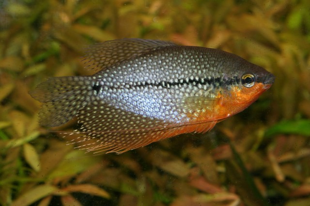 Pearl Gourami Trichopodus leerii