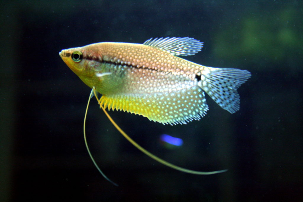 Pearl Gourami Trichopodus leerii