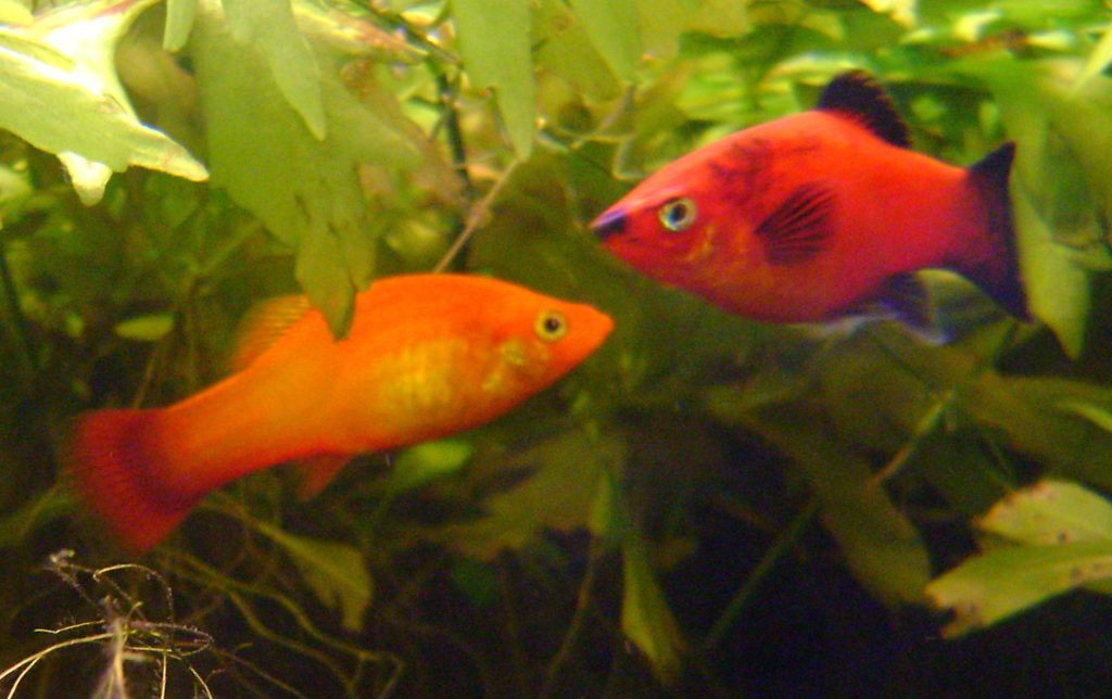 Southern Platyfish Common Platy Xiphophorus maculatus