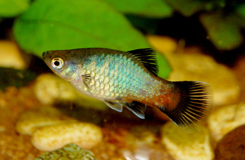 Southern Platyfish Common Platy Xiphophorus maculatus