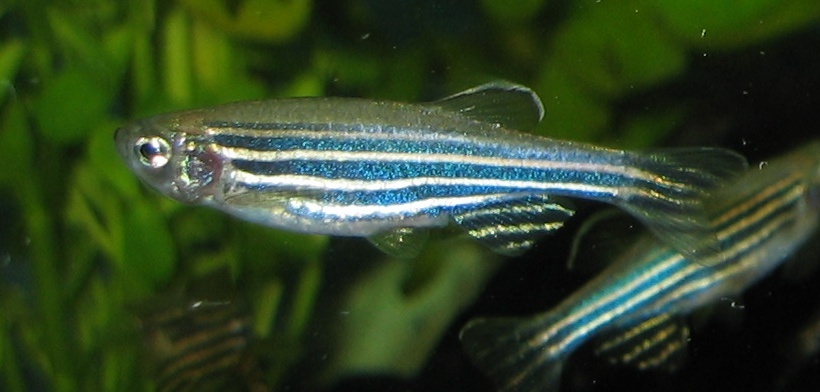 Zebrafish Zebra Danios Danio rerio