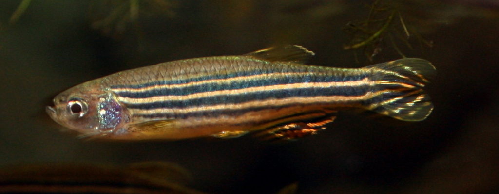 Zebrafish Zebra Danios Danio rerio