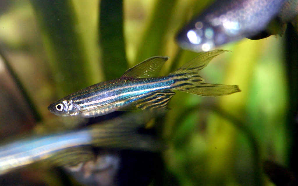 Zebrafish Zebra Danios Danio rerio